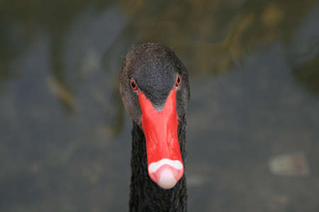 Black swan portraitの写真素材