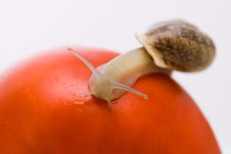 The snail creeps on a tomatoの写真素材