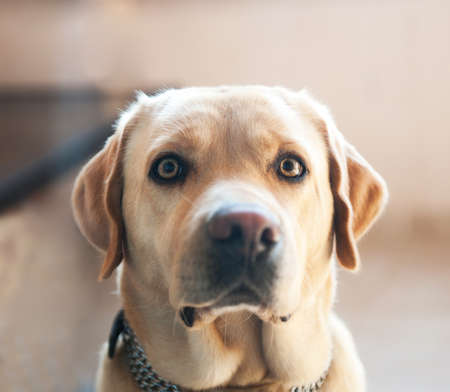 Portrait of a beautiful big brown dogの写真素材