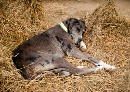 dog sleeps on the nature of the dayの写真素材