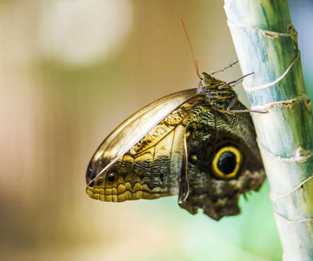 Butterflyの写真素材