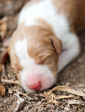 Newborn sleeping dog on the natureの写真素材