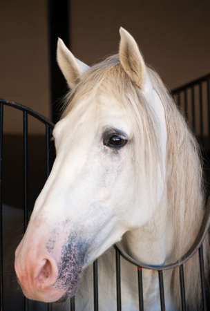 beautiful horseの写真素材