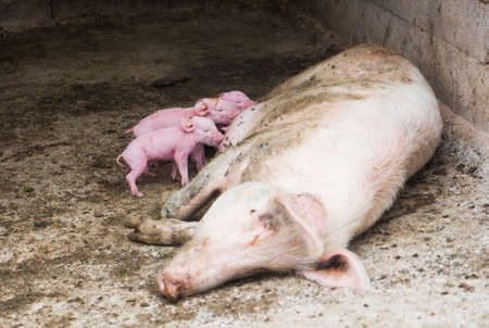 Little newborn piglets suck his mother's breastの写真素材