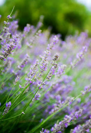 Lavender flowers in the summerの写真素材