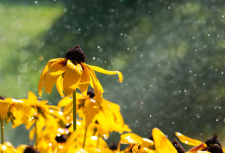warm summer rain drops on yellow flowersの写真素材