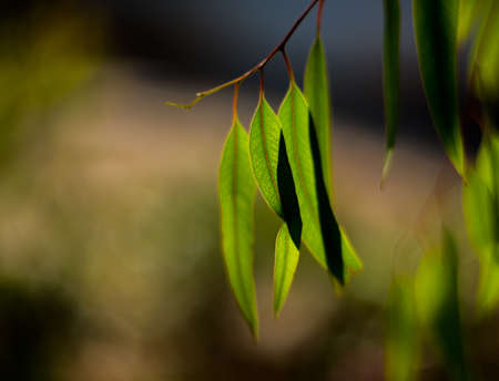 leaves on a tree in a backlightの写真素材