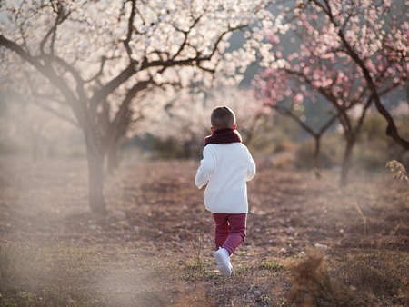 Beautiful little boy in blooming almondsの写真素材