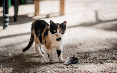 Cute little cat ate dove. Kitten hunterの写真素材