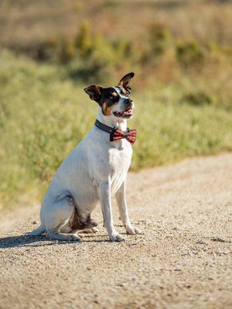 Cute dog with a bow around his neckの写真素材