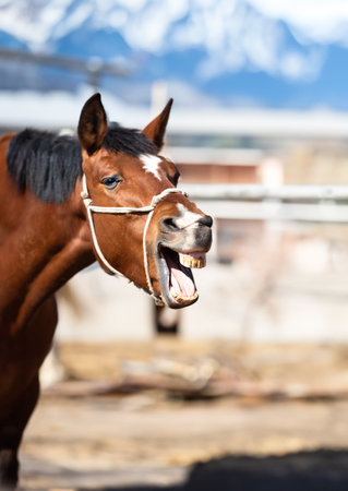Funny portrait of smiling horse with unreal white teeth, with copy space.の写真素材