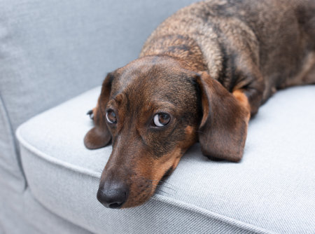 Sad brown dachshund on a grey armchairの写真素材