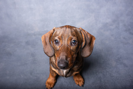 Little brown spotted dachshund sitting on big chair isolated on grey backgroundの写真素材