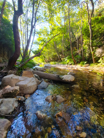 spring forest nature landscape, beautiful spring stream, river rocks in mountain forest.