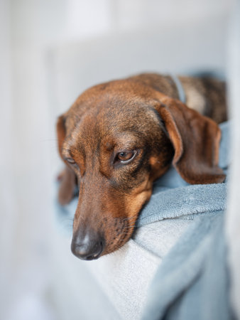 Brown Dachshund resting on a gray blanketの写真素材