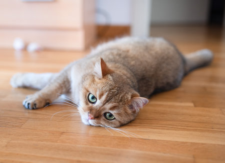 A beautiful Golden cat with a surprised look lies impressively on the kitchen floor. Close-up. Soft focus.の写真素材