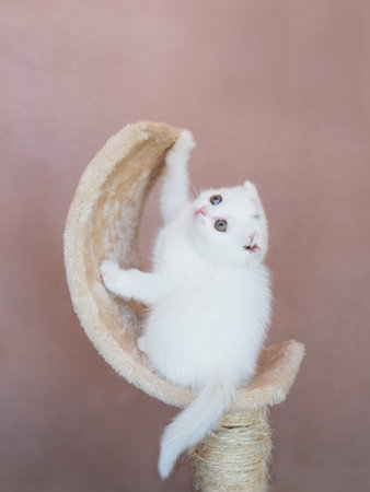 British Shorthair cat kitten, sitting up side ways. Looking towards camera. Isolated on a white background.の写真素材