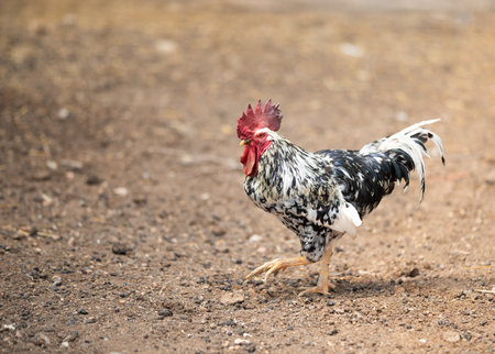 Colorful rooster with striking plumage walks confidently across a dirt surface, showcasing its...