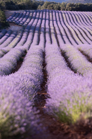Lavender fields stretch across the landscape, showcasing vibrant purple rows under a clear blue sky, creating a serene and picturesque agricultural sceneの写真素材