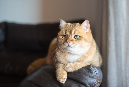 Golden-furred domestic cat rests on leather couch, displaying calm expression and green eyes,...