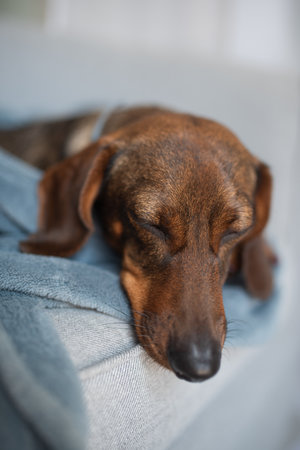 The dog is lying on his side, resting on the pillow. His eyes are closed and his breathing is calm, suggesting that he is deeply asleep and comfortable in his bed. Natural sunny light.の写真素材