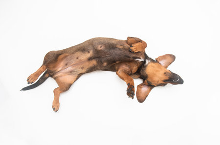 A relaxed dachshund is lying on its back with paws up, displaying a playful attitude in a bright, clean space, emphasizing its joyful natureの写真素材