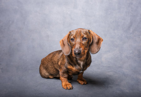 A cute dachshund puppy sits and looks directly at the camera