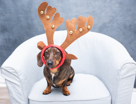 Playful dachshund with reindeer antlers sits on a soft chair, embodying festive cheer and creating a joyful atmosphere perfect for holiday celebrationsの写真素材