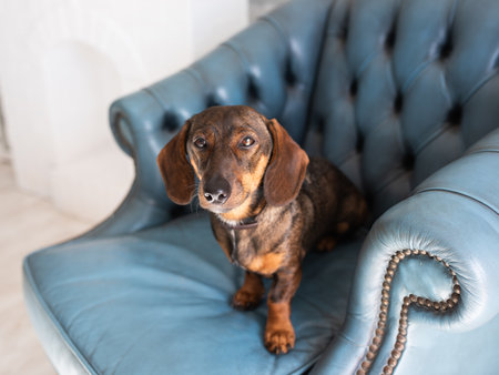 Small brown dog sitting on a luxurious blue leather armchair, showcasing its playful nature and comfortable home environment with elegant decor elementsの写真素材