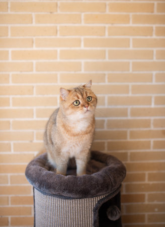 scottish cat sitting near brick wall and looking attentively.の写真素材