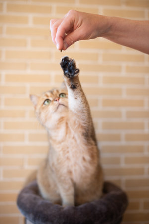 Golden-furred domestic cat is extending its paw towards a human hand, highlighting a moment of...