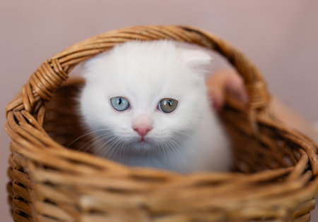 Adorable white kitten with unique heterochromia eyes peeking from a woven basket, highlighting its playful nature and soft fur in a warm indoor atmosphereの写真素材