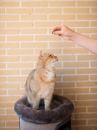 A Playful Cat is Enjoying Its Leisure Time while Engaging with a Toy.の写真素材