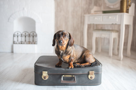 brown dachshund sits on an old suitcase and looks directly into the camera in a bright room.