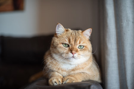 Golden-furred domestic cat is lounging on a couch by a window, exuding a calm demeanor and creating...