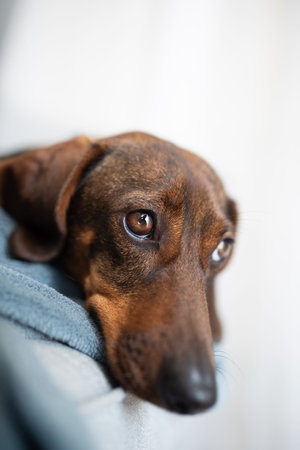 Cute brown dog dachshund is sad on a gray background.