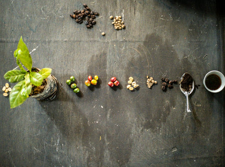 How coffee maturesの写真素材
