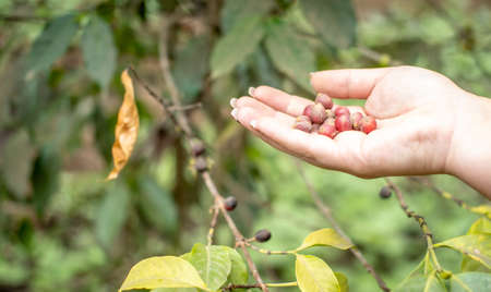 Picking coffee beans from tree - Tanzania