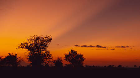 Sunrise in Serengeti national park Tanzania, silhouettes of treesの写真素材