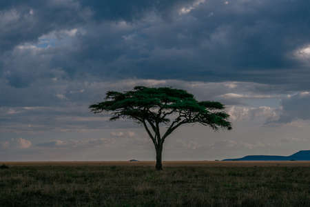 Isolated Acacia tree standing in savanna - Tanzania national parkの写真素材
