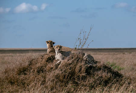 Couple of cheetahs chilling on the hill - Serengeti national parkの写真素材