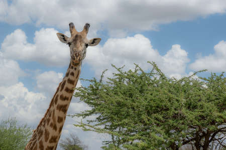 Giraffe standing next to the tree, looking at camera - Tanzania national parkの写真素材
