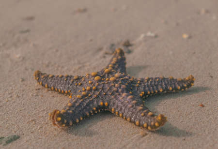 Isolated starfish lying on the sand beach - Zanzibar, Prison Islandの写真素材