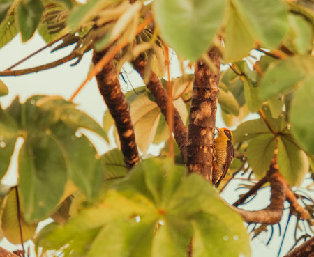 Beautiful photo of bird on the tree during the sunset - costa rica. High quality photoの写真素材