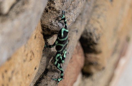 Photography of climbing Poison dart frog . High quality photoの写真素材