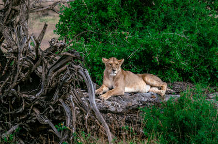 Lioness lying on the tree trunk - Serengeti national park, Tanzaniaの写真素材