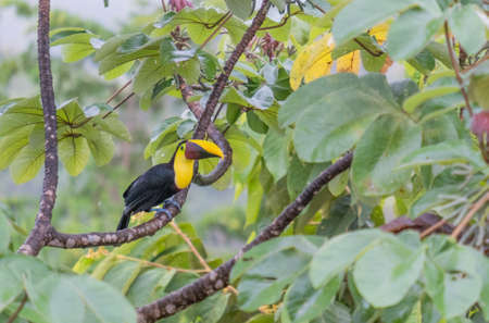 Beautiful photography of Toucan sitting on the tree - costa ricaの写真素材
