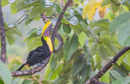 Beautiful photography of Toucan sitting on the tree - costa ricaの写真素材