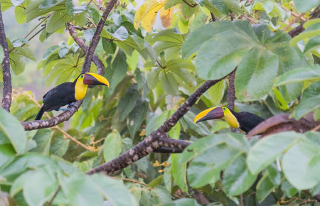 Nice photography of two toucans on the tree - costa ricaの写真素材