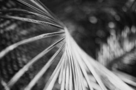 close up black and white photography of palm leafの写真素材